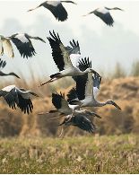 Collage image Stork