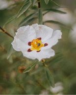 Collage image Rockrose