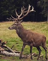 Collage image Deer