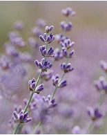 Collage image Lavender