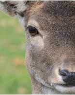 Collage image Deer