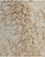 Collage image Sheep