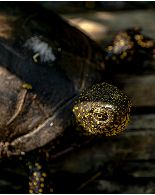 Collage image Terrapin
