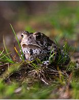 Collage image Toad