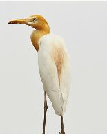 Collage image Heron