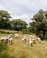 La Dehesa estate